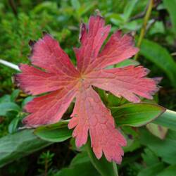 Gepunkteter Storchschnabel