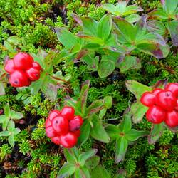 Schwedischer Hartriegel