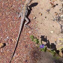 One of the locals scurrying around us