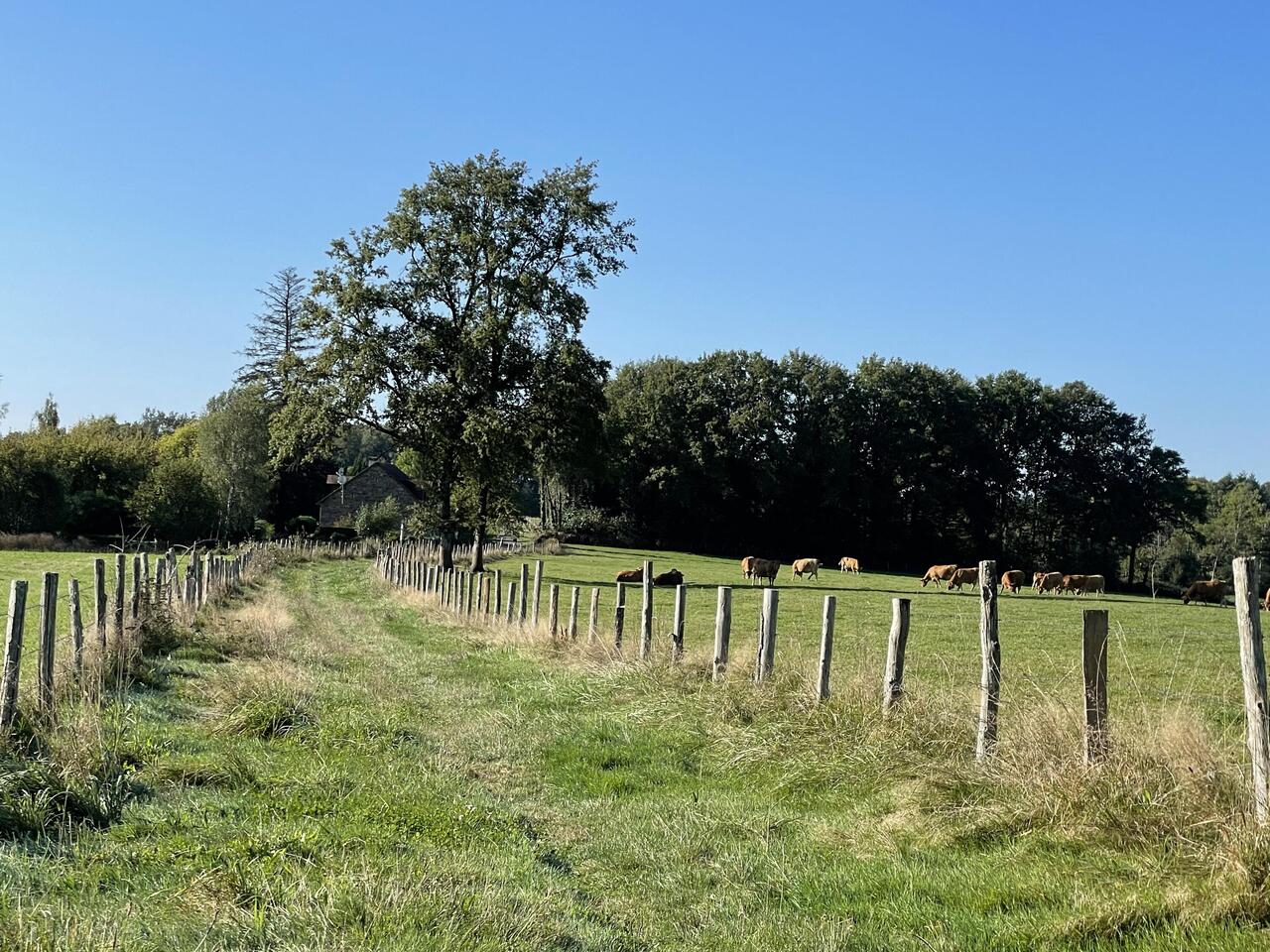 Grassy path