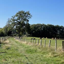 Grassy path