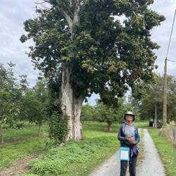 Under the spreading chestnut tree...
