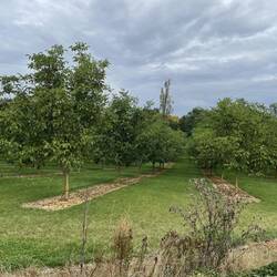 Walnut orchard