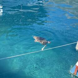 Beim Hafen habe ich tatsächlich eine Meeresschildkröte gesehen. Ich bin fast ausgeflippt vor Freude!