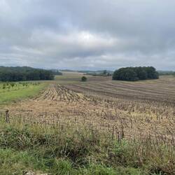 Sundlower stubble