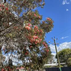 Colourful gum tree