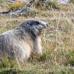 Marmot der har travlt med at få vinterisoleret sin hule