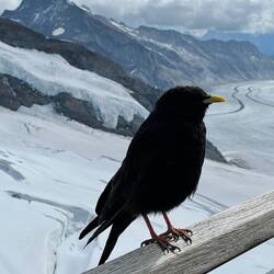 Die freche Alpendohle wollte auch mal mit aufs Foto