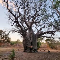 Ein Boab Tree