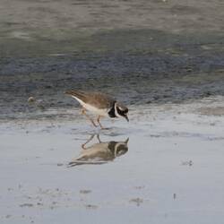 Diesen kleinen Sandregenpfeifer haben wir ausserhalb des Reservats noch entdeckt.