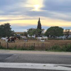 einer der vielen Reiterhöfe mit Camargue Pferden
