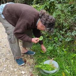 Cueillette au jardin sauvage, petit cour sur les herbes et fleurs comestibles...