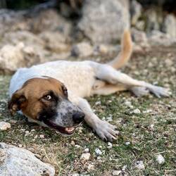 Der Kleine hat während der Nacht Wache vor meinem Zelt gehalten.