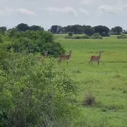 Pfeiffende Antilopen