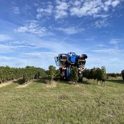 Grape harvester in action