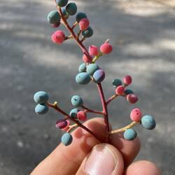 Mir wurde auch gesagt, dass man diese Beeren essen kann. Habe ich gemacht und mir gehts gut. 😉