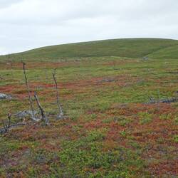 Freie Sicht: Außer Bodendecker wächst nichts mehr.