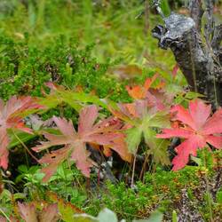 Schon im August werden hier Herbstfarben sichtbar.