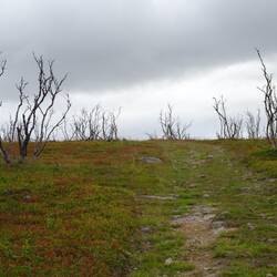 Hier stehen nur noch einzelne, karge Sträucher.