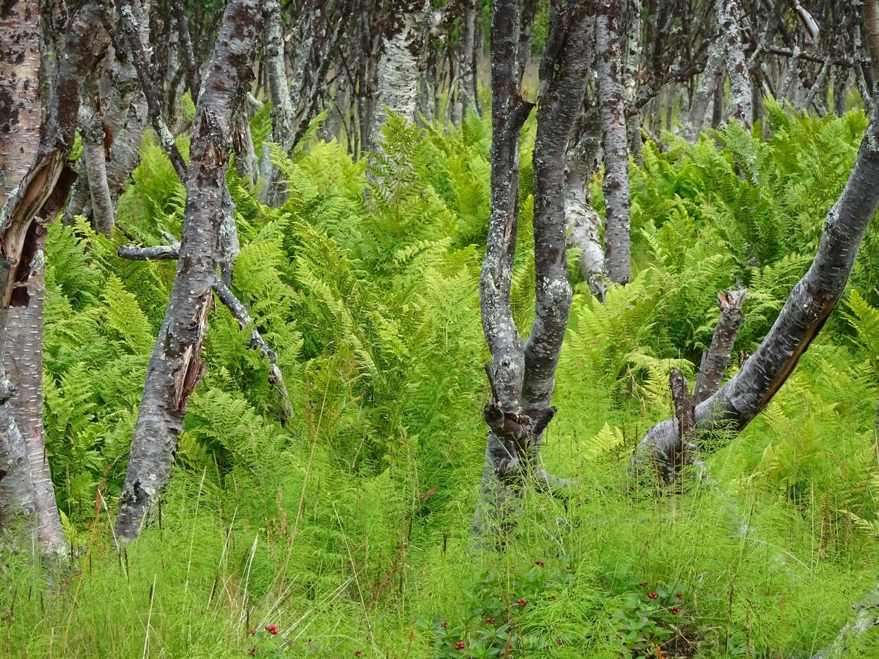 Üppig-grüne Farnlandschaft