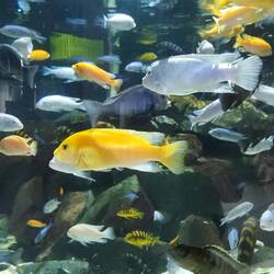Salt water fish always have better color than the fresh....!