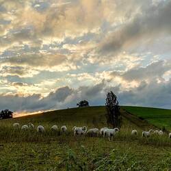 Lever du soleil sur un usine de fromage basque