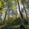 Forêts enchantées