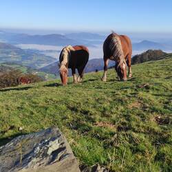 Les chevaux des Pyrénées