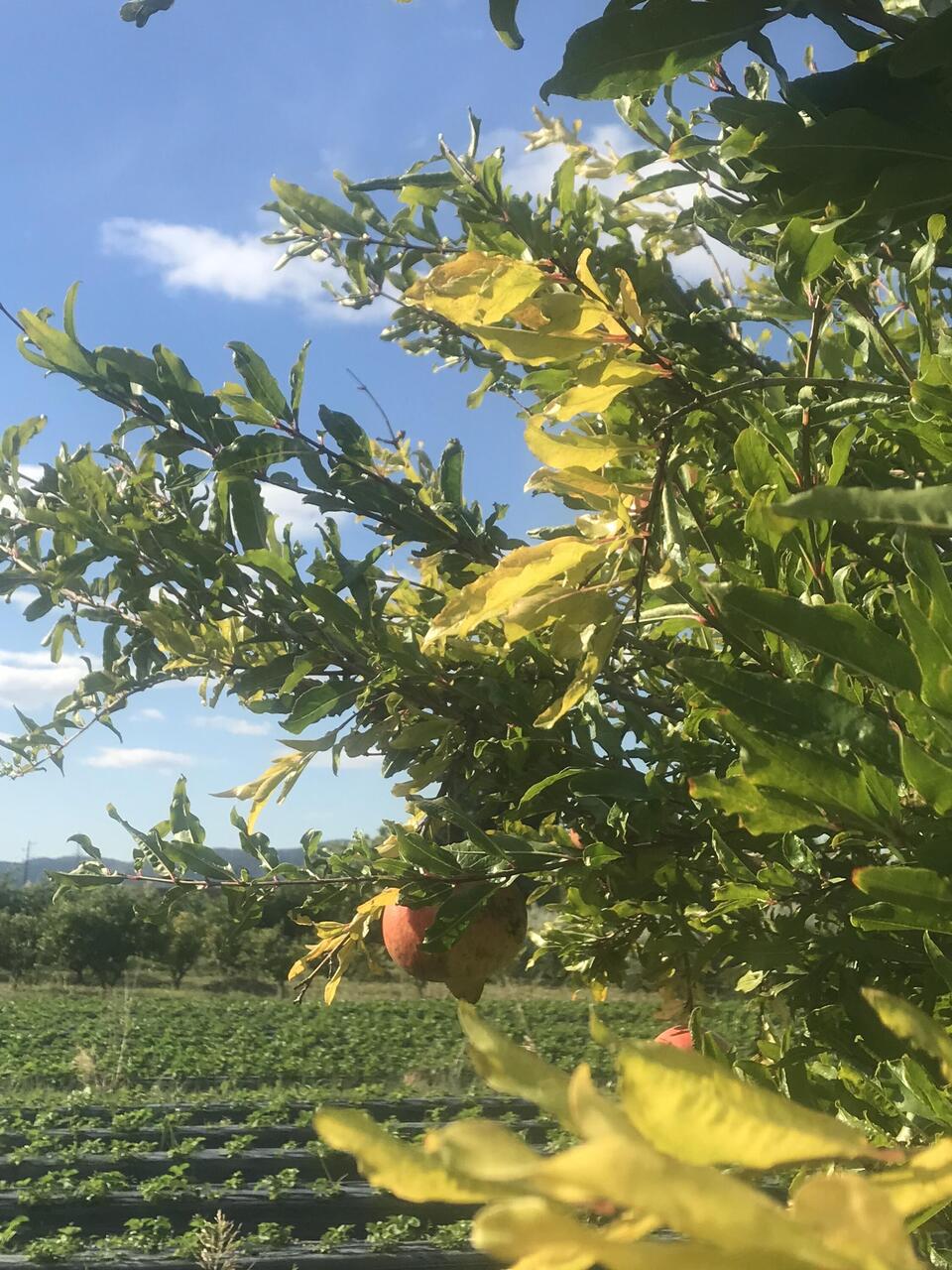 Viel Obstbäume, wenig Kompfort