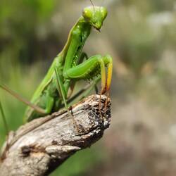 Und schon wieder eine