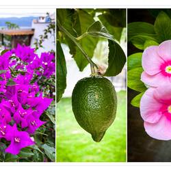 Colorful flowers and the fruit of a lime tree — Boğaziçi, Muğla