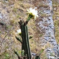 Hallizinogener Kaktus