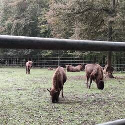 Wisente im Wildpark
