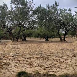 On trouve tout de même des figuiers, noyers et oliviers, les deux premiers nous nourrissent