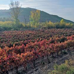 Les premiers coteaux de Rioja