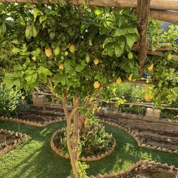 Lemon trees everywhere