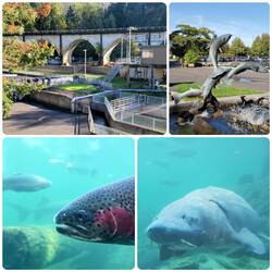 Bonneville Fish Hatchery