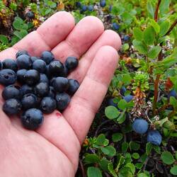Reichlich Verpflegung am Wegesrand