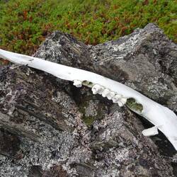 Wer hat denn hier seinen Kiefer liegenlassen?