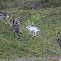 Ob ein weißes Rentier sich fühlt, wie ein schwarzes Schaf?
