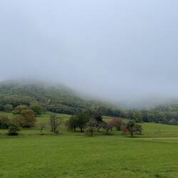 The Fog