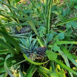 Ananas