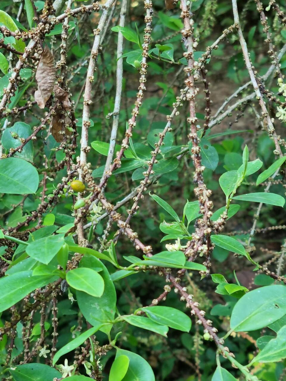 Koka