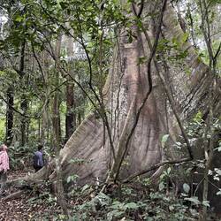 Ficus tree