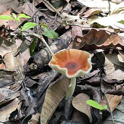 Several types of fungus around here