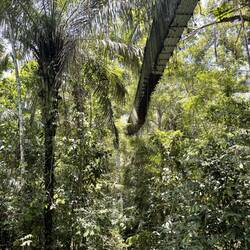 The swinging bridge to the canopy platform
