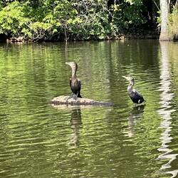 Cormorants