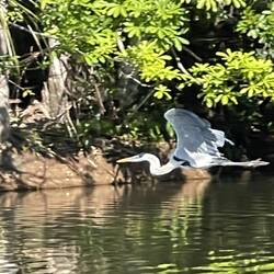 Cocoi heron (related to Great Blue)