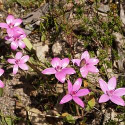 Giant pink enamel