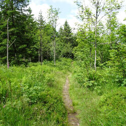 auf dem Blößling kurz vor dem Gipfel